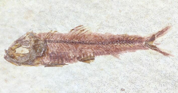 Knightia Fossil Fish - Wyoming #60818